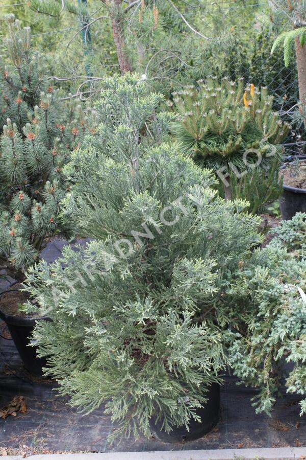 Sekvojovec obrovský - Sequoiadendron giganteum