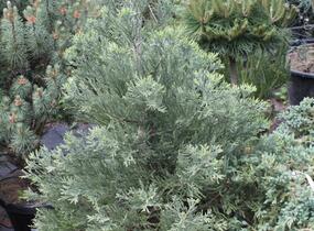 Sekvojovec obrovský - Sequoiadendron giganteum