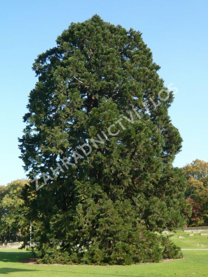 Sekvojovec obrovský - Sequoiadendron giganteum