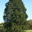 Sekvojovec obrovský - Sequoiadendron giganteum