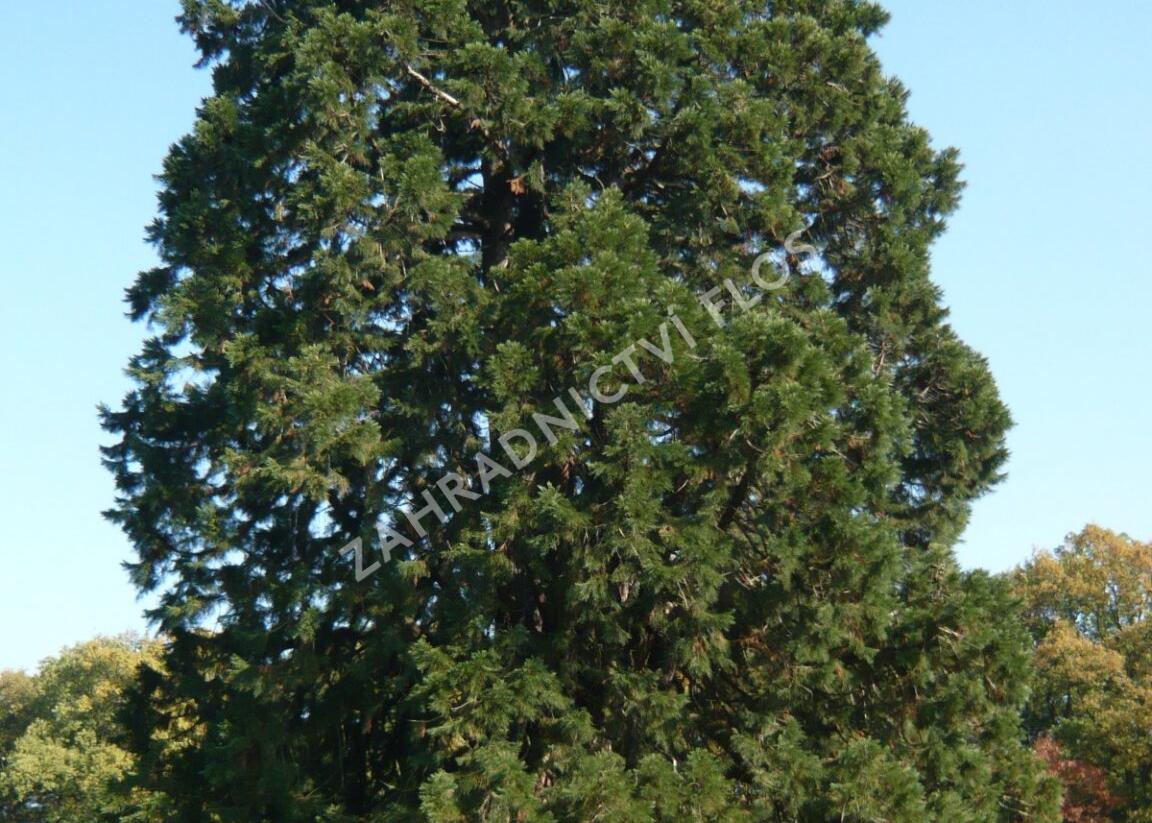 Sekvojovec obrovský - Sequoiadendron giganteum