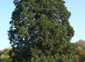 Sekvojovec obrovský - Sequoiadendron giganteum