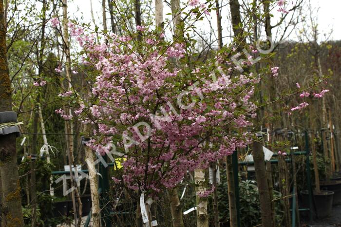 Višeň chloupkatá 'Fukubana' - Prunus subhirtella 'Fukubana'