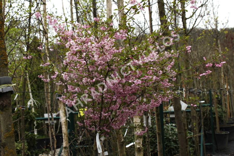 Višeň chloupkatá 'Fukubana' - Prunus subhirtella 'Fukubana'