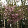 Višeň chloupkatá 'Fukubana' - Prunus subhirtella 'Fukubana'