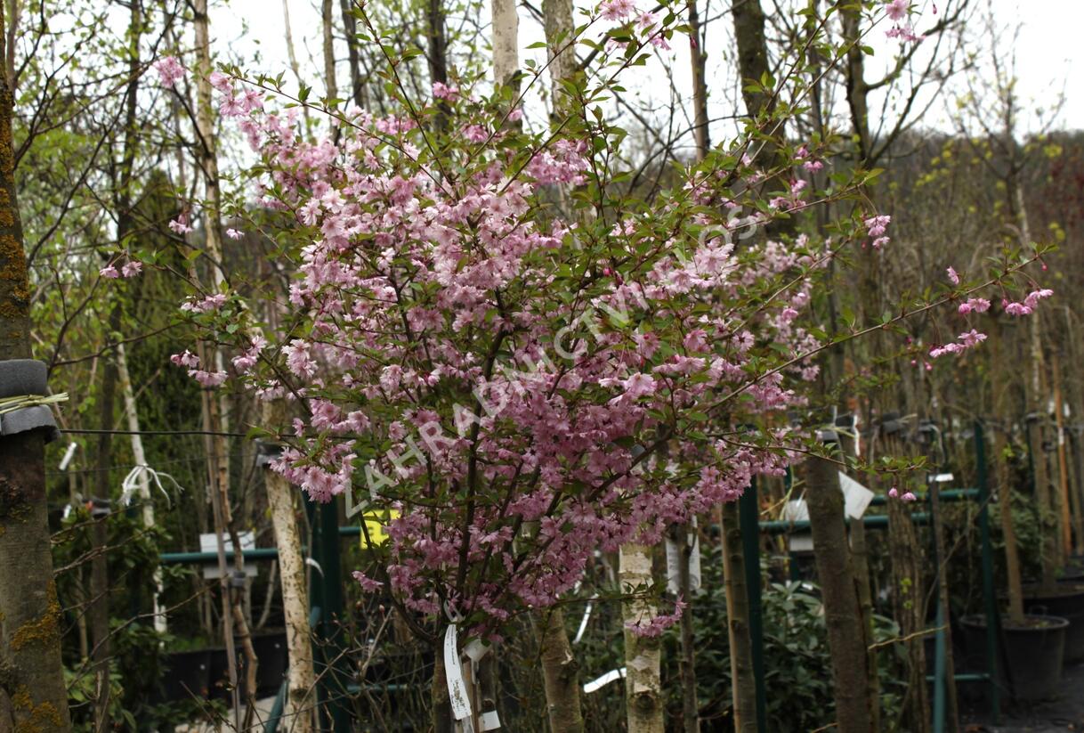 Višeň chloupkatá 'Fukubana' - Prunus subhirtella 'Fukubana'
