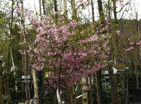 Višeň chloupkatá 'Fukubana' - Prunus subhirtella 'Fukubana'