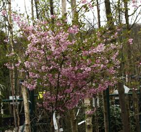 Višeň chloupkatá 'Fukubana' - Prunus subhirtella 'Fukubana'