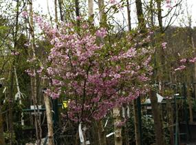 Višeň chloupkatá 'Fukubana' - Prunus subhirtella 'Fukubana'