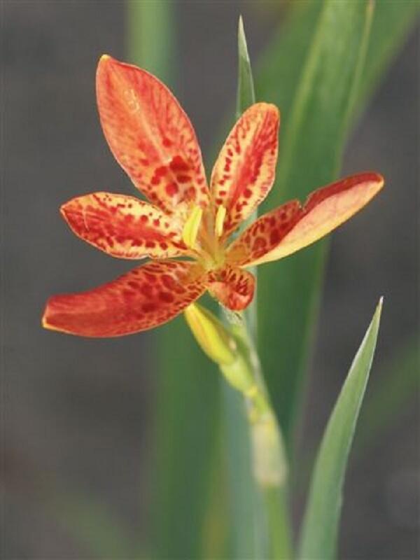 Angínovník čínský - Belamcanda chinensis