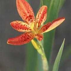 Angínovník čínský - Belamcanda chinensis