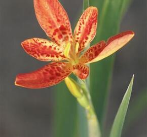 Angínovník čínský - Belamcanda chinensis