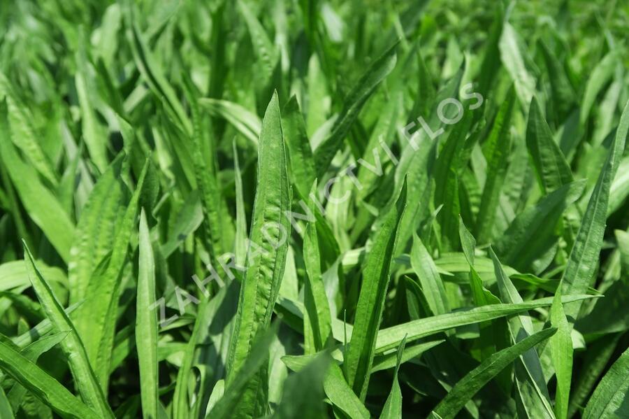 Jitrocel kopinatý - Plantago lanceolata