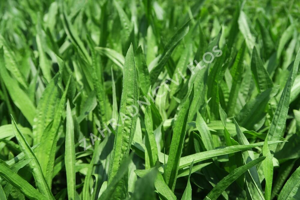 Jitrocel kopinatý - Plantago lanceolata