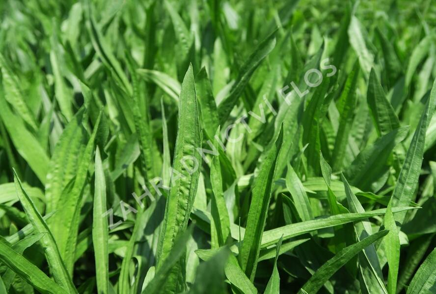 Jitrocel kopinatý - Plantago lanceolata