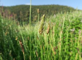 Jitrocel kopinatý - Plantago lanceolata