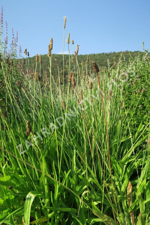 Jitrocel kopinatý - Plantago lanceolata