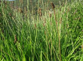 Jitrocel kopinatý - Plantago lanceolata