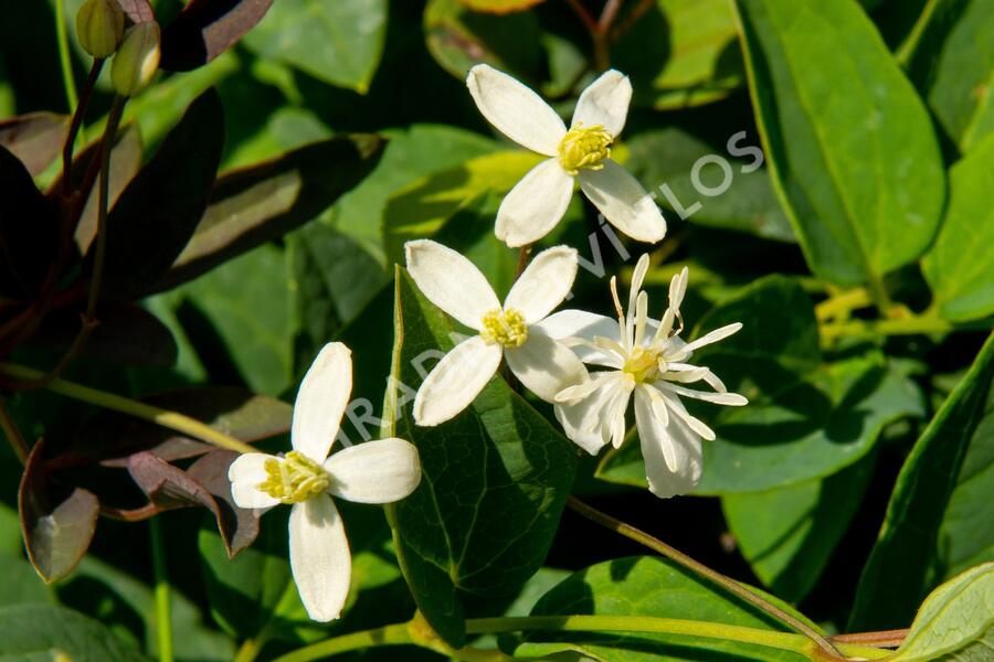 Plamének přímý 'Purpurea' - Clematis recta 'Purpurea'