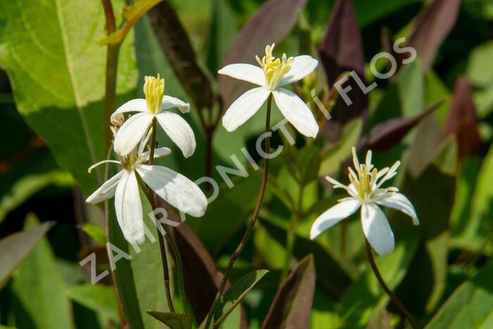 Plamének přímý 'Purpurea' - Clematis recta 'Purpurea'