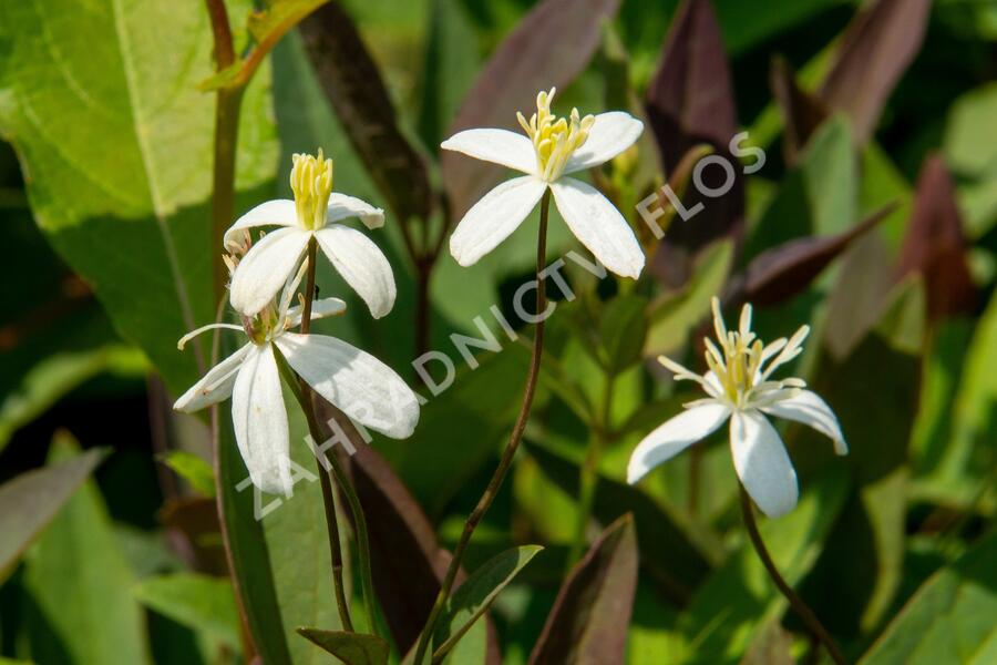 Plamének přímý 'Purpurea' - Clematis recta 'Purpurea'