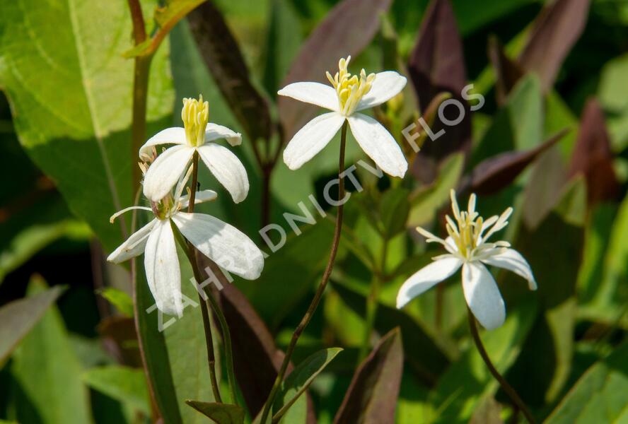 Plamének přímý 'Purpurea' - Clematis recta 'Purpurea'