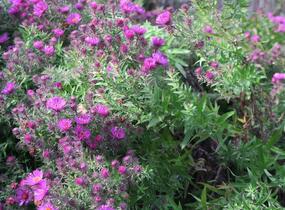 Hvězdnice novoanglická 'Septemberrubin' - Aster novae-angliae 'Septemberrubin'