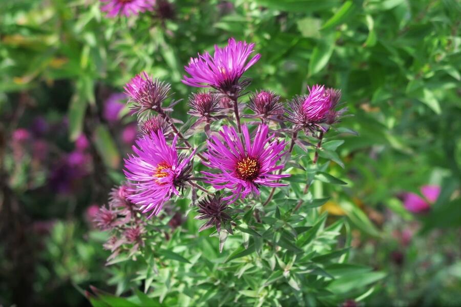 Hvězdnice novoanglická 'Septemberrubin' - Aster novae-angliae 'Septemberrubin'