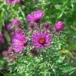 Hvězdnice novoanglická 'Septemberrubin' - Aster novae-angliae 'Septemberrubin'