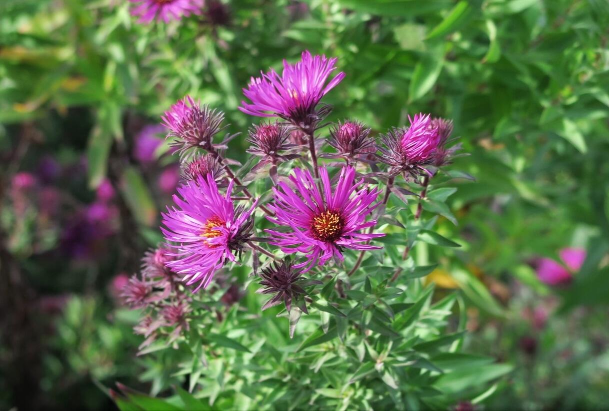 Hvězdnice novoanglická 'Septemberrubin' - Aster novae-angliae 'Septemberrubin'