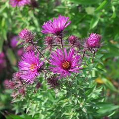 Hvězdnice novoanglická 'Septemberrubin' - Aster novae-angliae 'Septemberrubin'