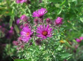 Hvězdnice novoanglická 'Septemberrubin' - Aster novae-angliae 'Septemberrubin'