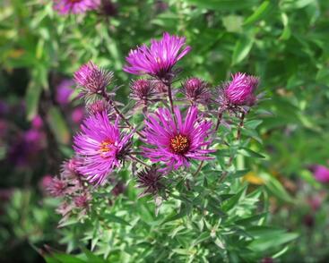 Hvězdnice novoanglická 'Septemberrubin'