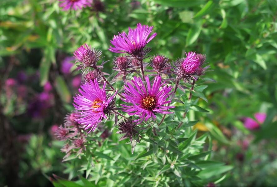 Hvězdnice novoanglická 'Septemberrubin' - Aster novae-angliae 'Septemberrubin'