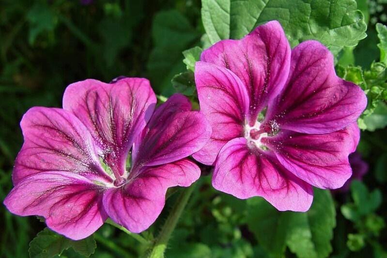 Sléz maurský - Malva mauritiana