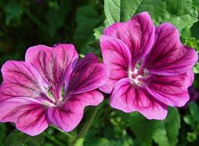 Sléz maurský - Malva mauritiana