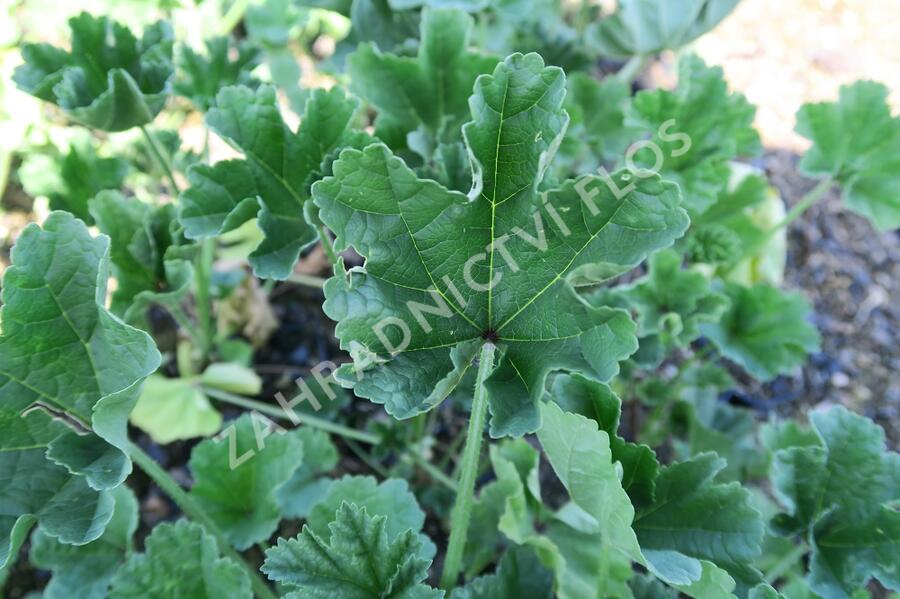 Sléz maurský - Malva mauritiana