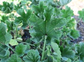 Sléz maurský - Malva mauritiana