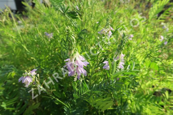 Jestřabina lékařská - Galega officinalis