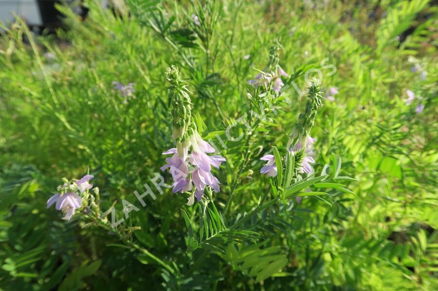 Jestřabina lékařská - Galega officinalis