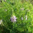Jestřabina lékařská - Galega officinalis
