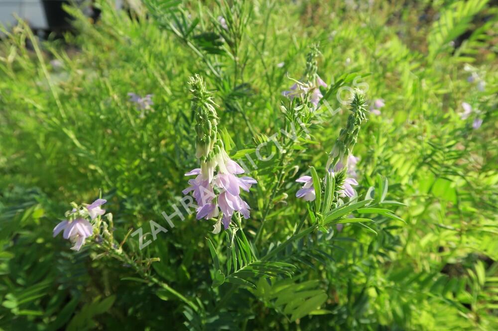 Jestřabina lékařská - Galega officinalis