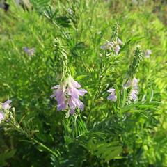 Jestřabina lékařská - Galega officinalis