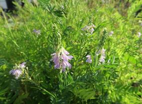 Jestřabina lékařská - Galega officinalis