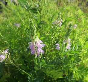Jestřabina lékařská - Galega officinalis