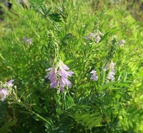 Jestřabina lékařská - Galega officinalis