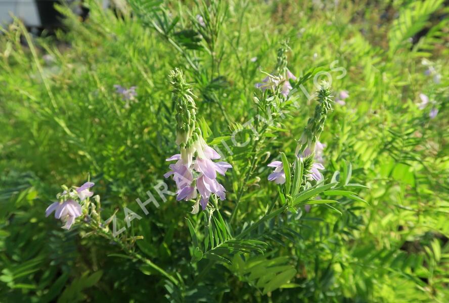 Jestřabina lékařská - Galega officinalis