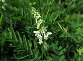 Jestřabina lékařská - Galega officinalis