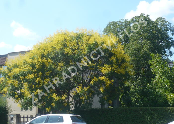 Svitel latnatý - Koelreuteria paniculata