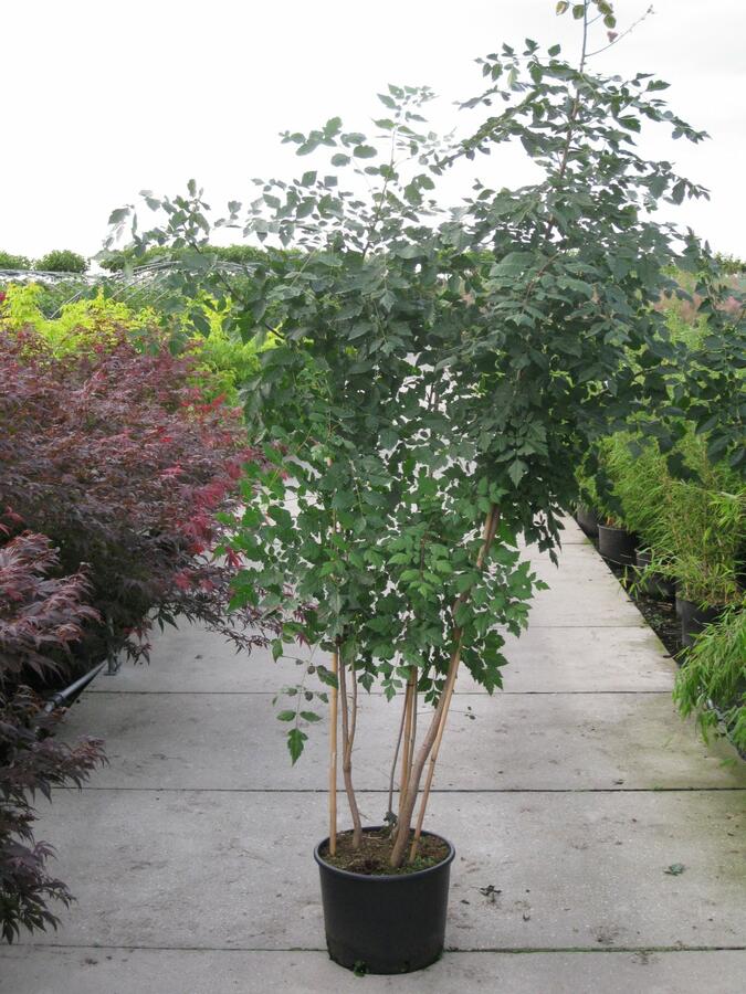 Svitel latnatý - Koelreuteria paniculata